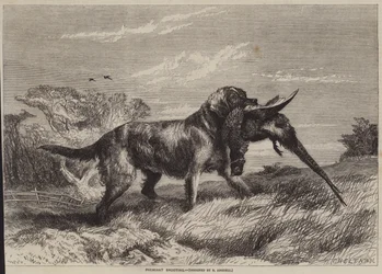 Fasanenjagd